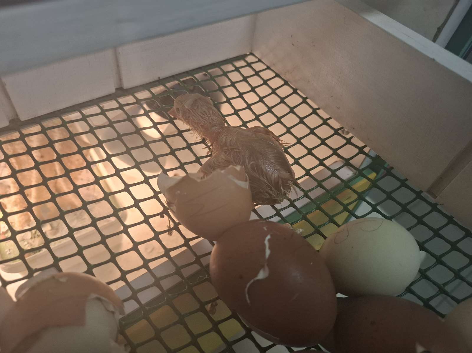 20261012_164615