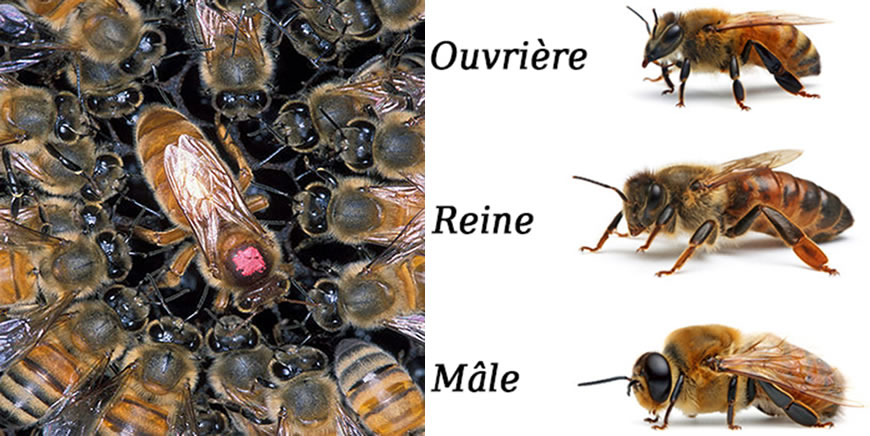Combien De Temps Vit Une Abeille CM1 : Métier Apiculteur