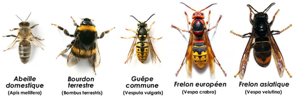 Combien De Temps Vit Une Abeille CM1 : Métier Apiculteur