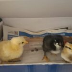 CM1-CM2 : une expérience en Sciences avec les ovipares